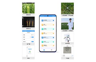 西城区小麦表型测量仪IN-XM05